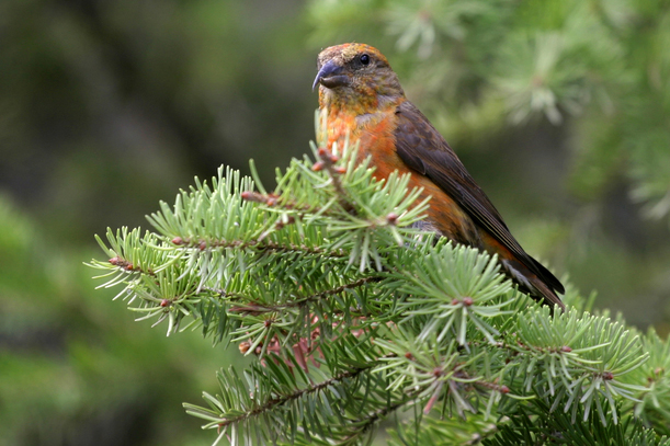 Der Fichtenkreuzschnabel – der Papagei unserer Bergwälder