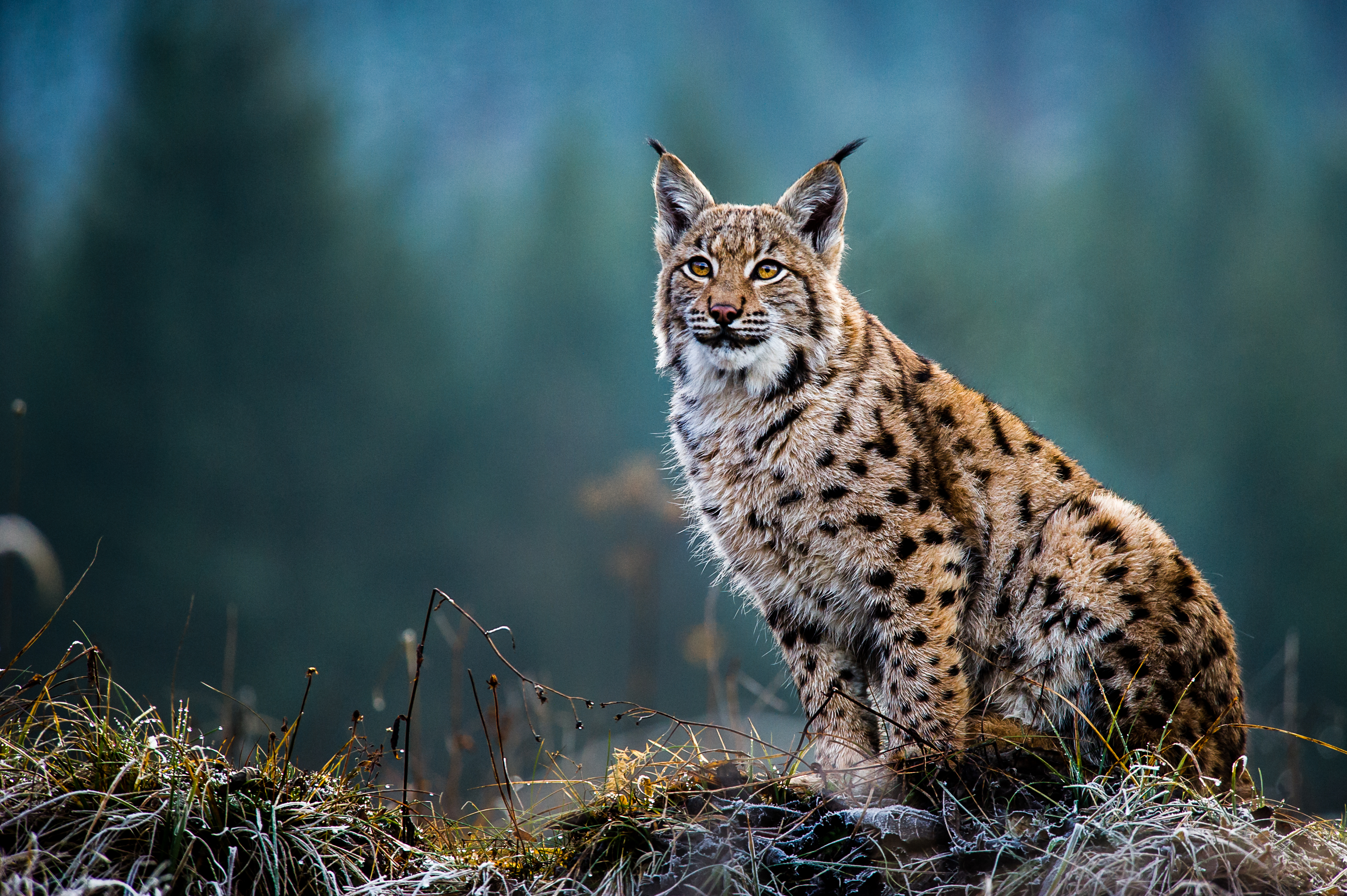Der Eurasische Luchs – Meister im Anpirschen
