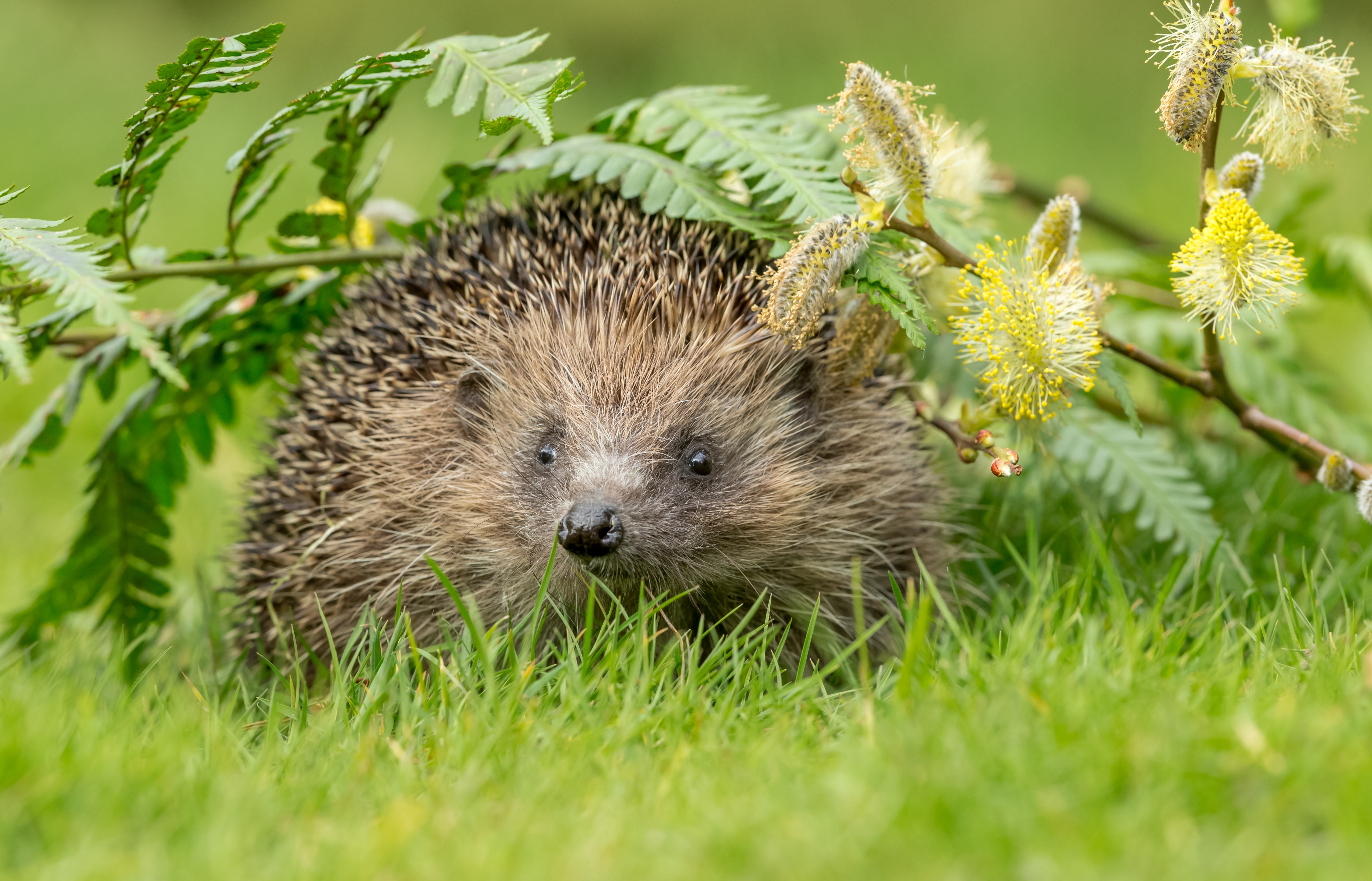 Der Igel – gut gerüstet, aber eben doch empfindlich
