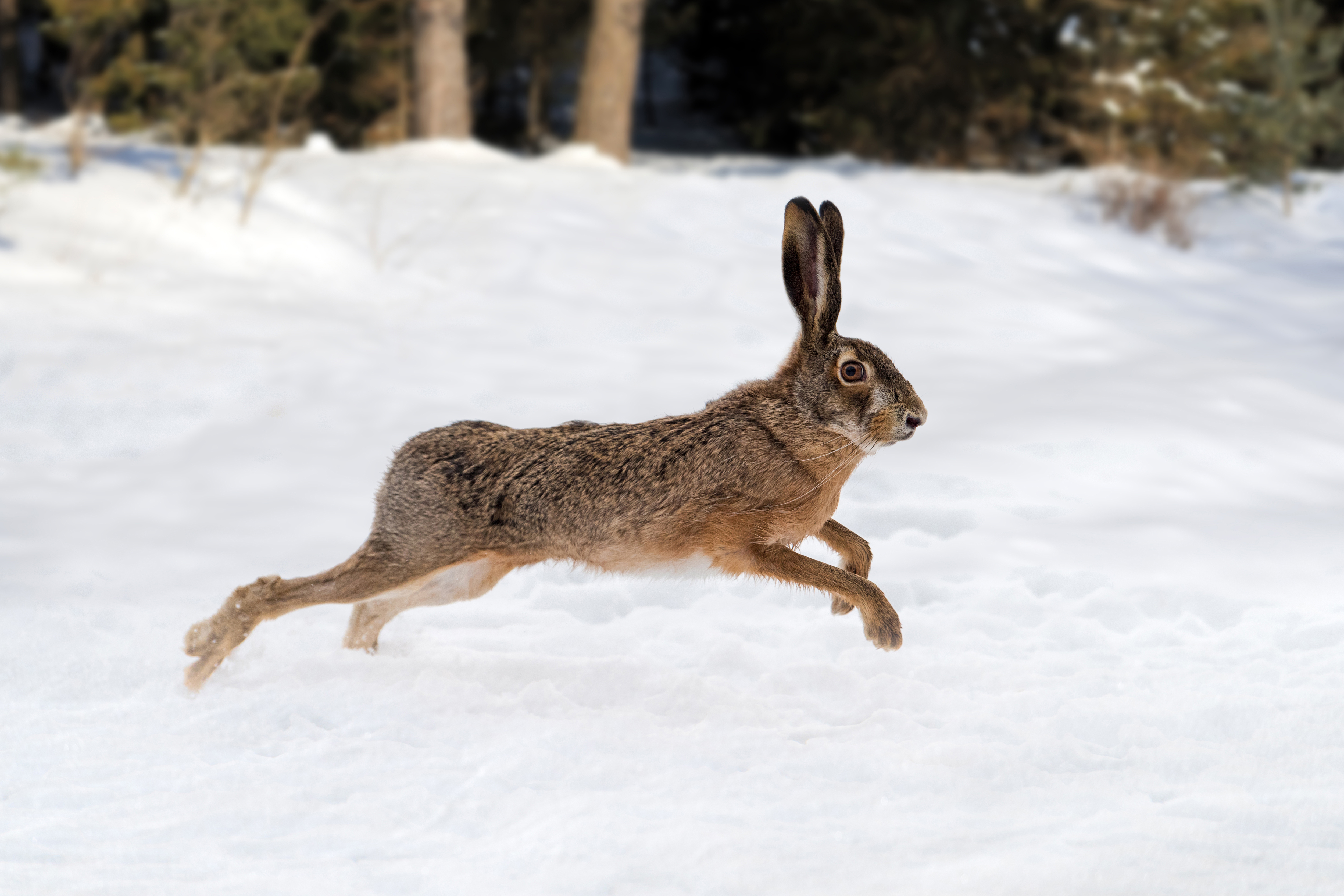 Der Feldhase – der Wiesenflitzer