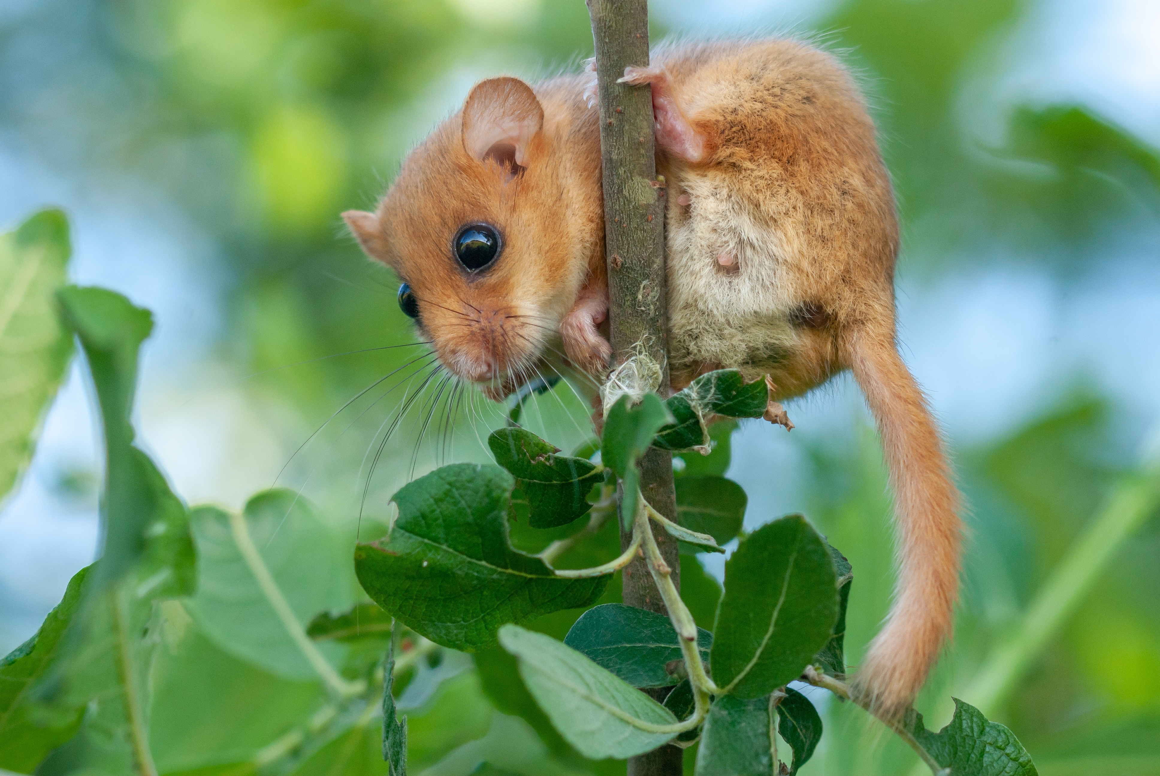 Die Haselmaus – kleine Akrobatin der Nacht
