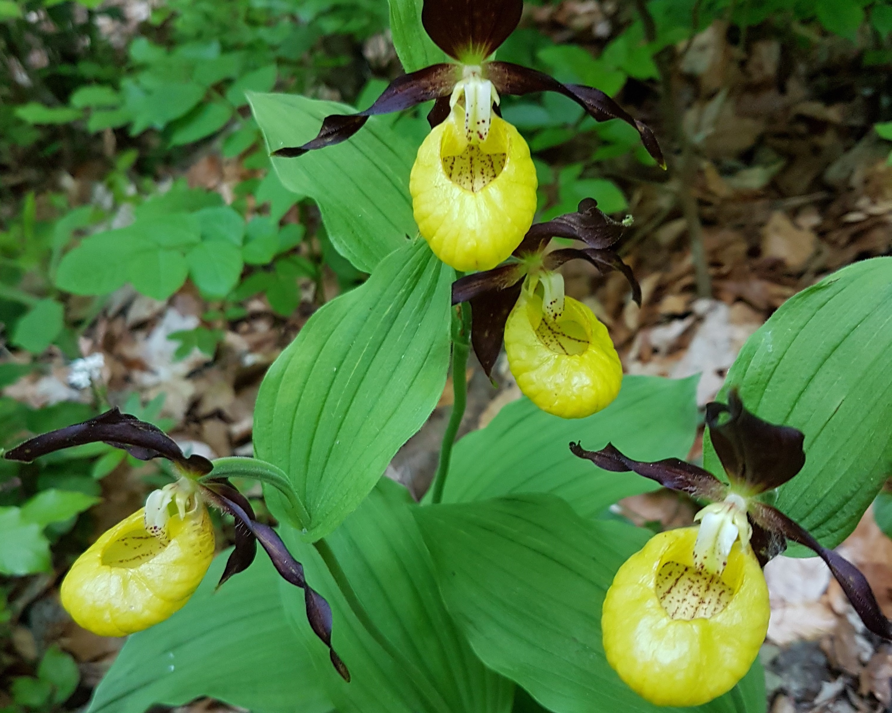 Der Gelbe Frauenschuh – die grösste wild wachsende Orchidee